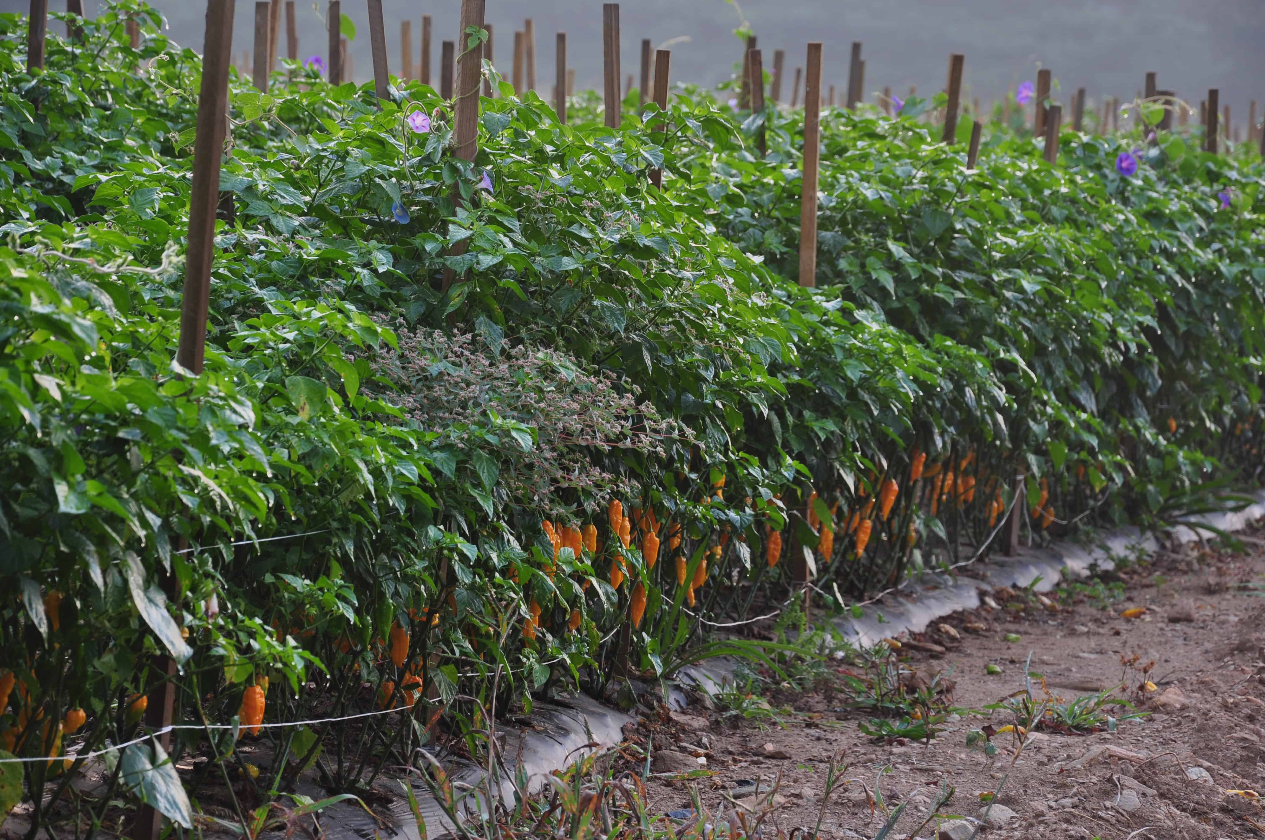 Chili dyrkning - Sådan dyrker let chiliplanter hjemme (uanset