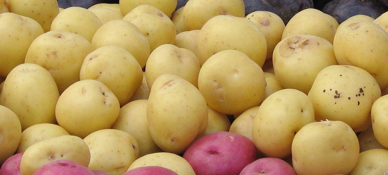 Plant dine egne kartofler Dyrke kartofler