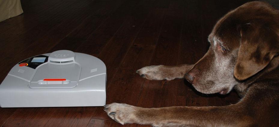 Neato robotstøvsuger Hund kigger på Neato robotstøvsuger