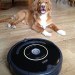 Roomba robotstøvsuger og hundehår
