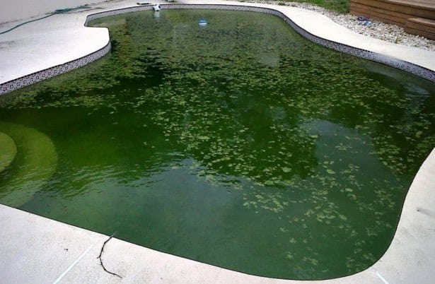 vandet er grønt i poolen