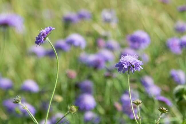 Blåhat blomst