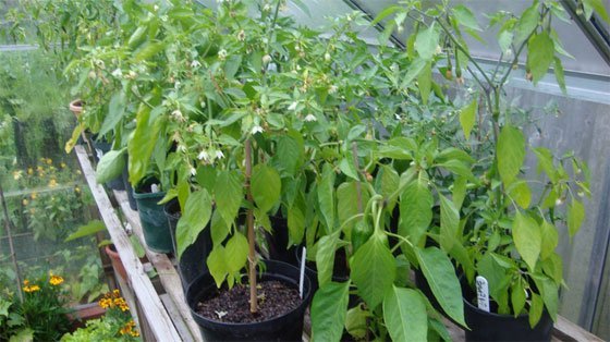 Chili kan komme ud i drivhuset fra maj måned eller når temperaturen er til det