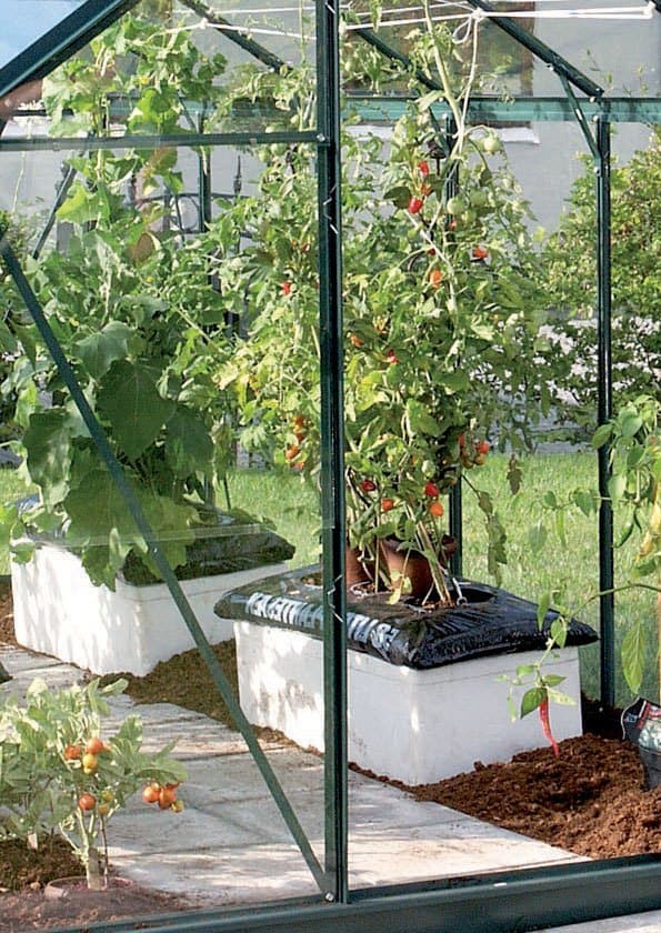 Venus drivhus tomatplanter