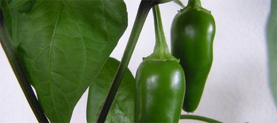 Jalapenos