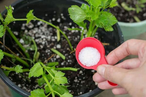 Epsom salt i potteplanterne