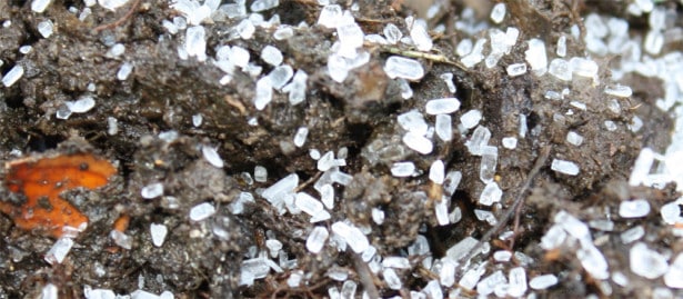 epsom salt strøes på jorden
