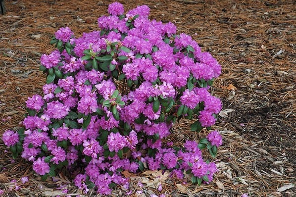 Gøde rhododendron