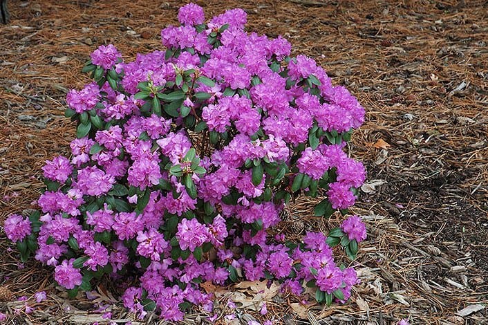 Gøde rhododendron sådan får du den rigtige surhedsgrad i dit bed ... Stue rhododendron