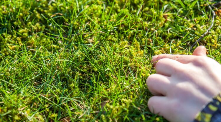 bekæmpelse af mos i græsplæne