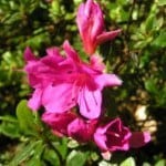Hedelund Rhododendronpark