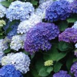 hortensia