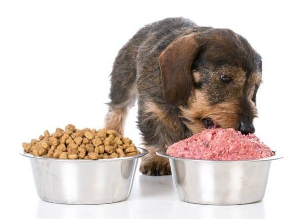 hundefoder i dk