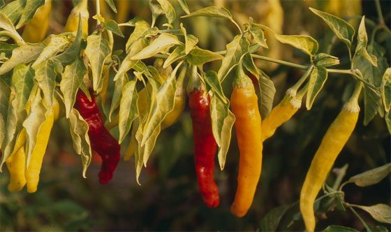 Hungarian Hot Wax chili
