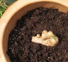 Plant ingefæren