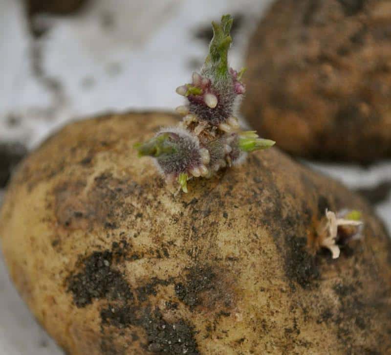 Kartoffelspire Forspiret kartoffel