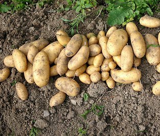 Høst af kartofler