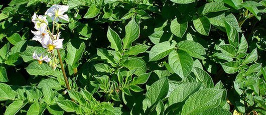 Kartoffelplanter der blomstrer