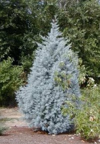 Blå cypres træ