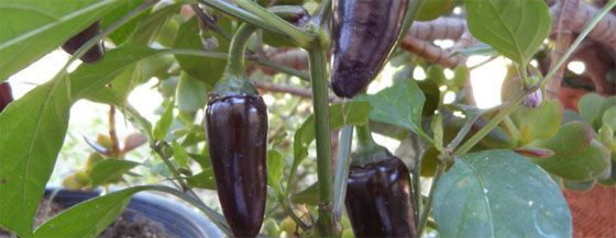 Lilla jalapeno