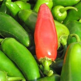 Mange chili varianter