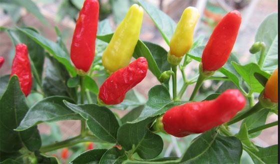 Dine chiler er ved at være klar til at blive plukket