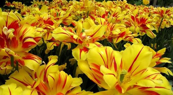 Monsella tulipaner Monsella tulipaner