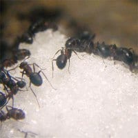Myrer spiser sukker