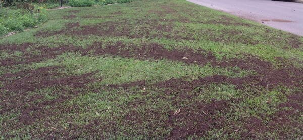 topdressing