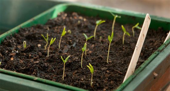 Plante chili frø