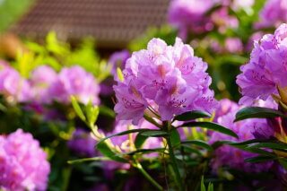 beskæring af rhododendron
