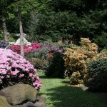 Rhododendron-Haven