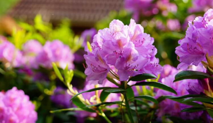 Rhododendron beskæring