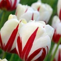 Sene Tulipan World Expression Sene Tulipan World Expression