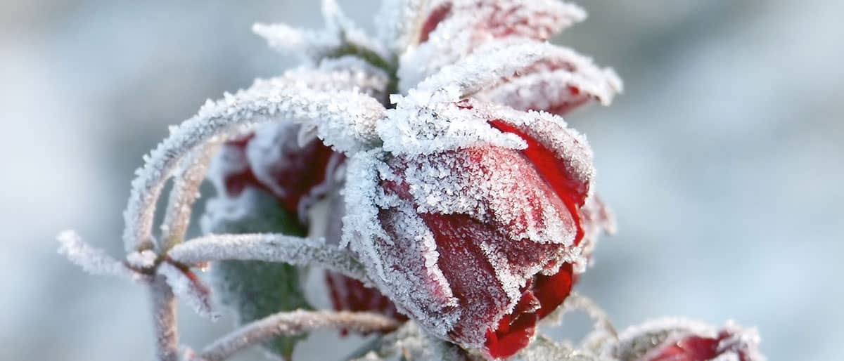 roser om vinteren