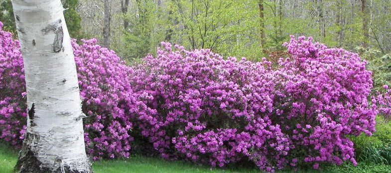 Gøde rhododendron sådan får du den rigtige surhedsgrad i dit bed ... Stue rhododendron