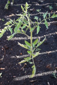 tomat plante - epsom salt