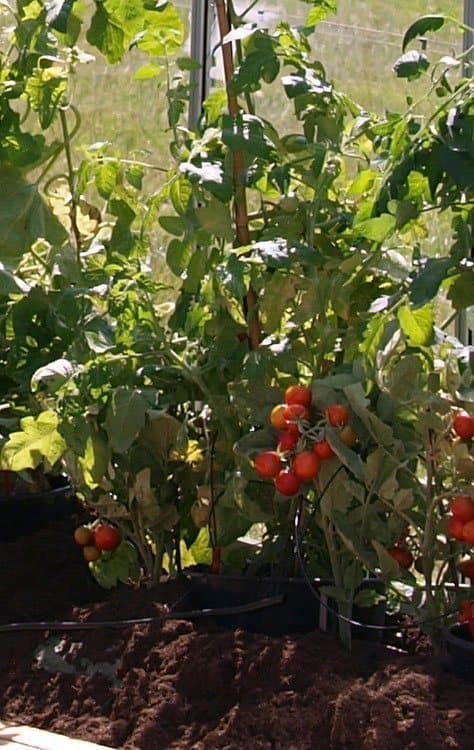 Vitavia Venus drivhus