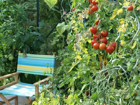 Tomatplanter i sirius drivhus
