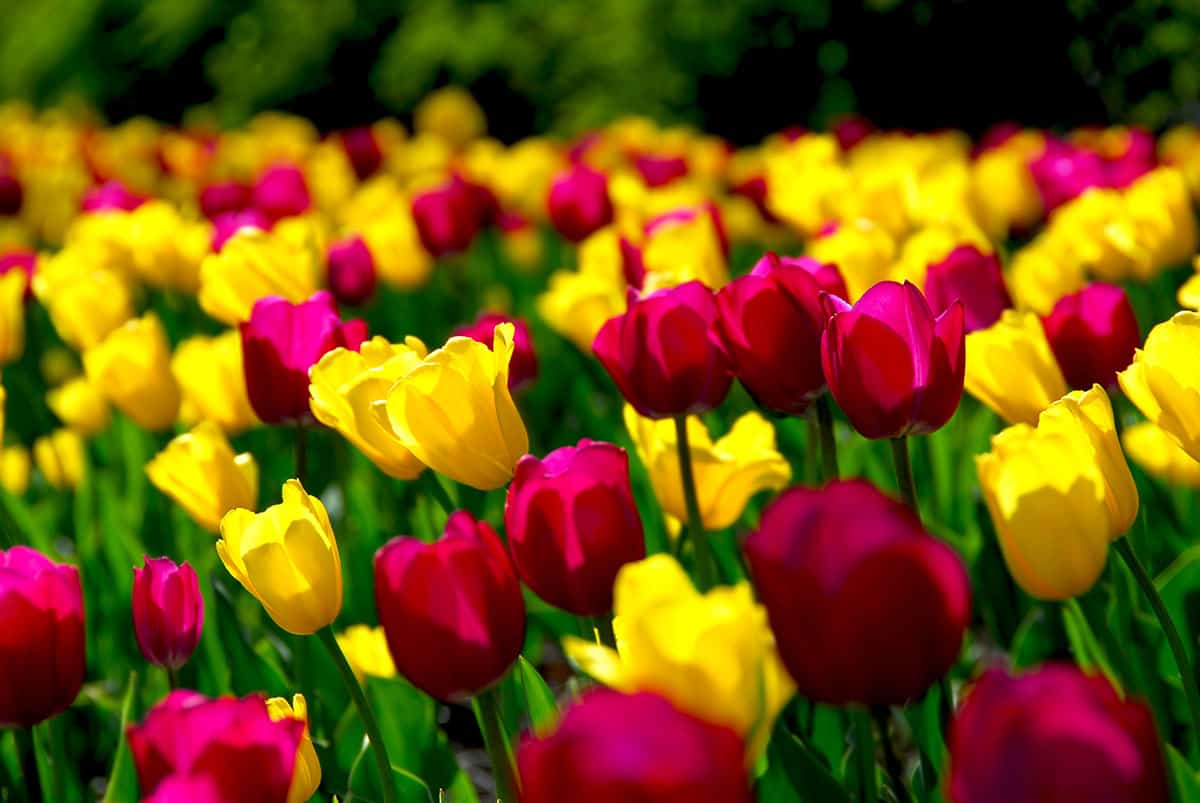 Tulipanløg - Værd at vide om køb, plantning og pleje af tulipaner