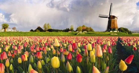 Tulipanløg Tulipanløg