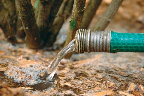 Vand din rhododendron rigtigt